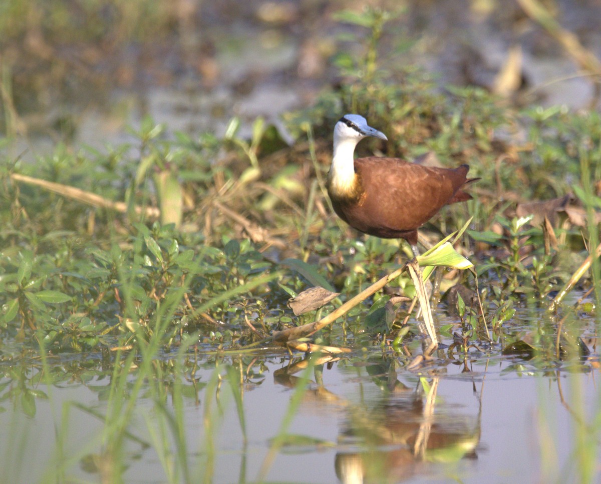 Jacana à poitrine dorée - ML647884133