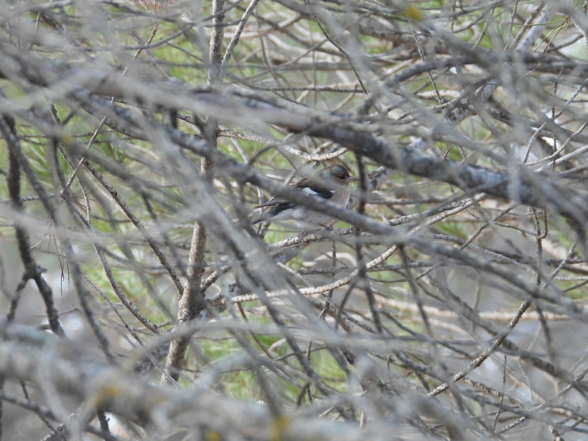 Common Chaffinch - ML647884140