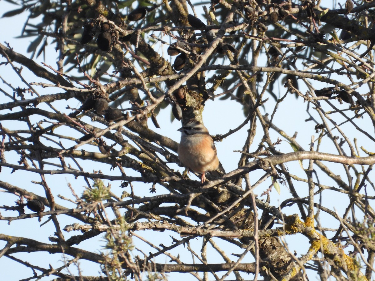 Bruant fou - ML647884153