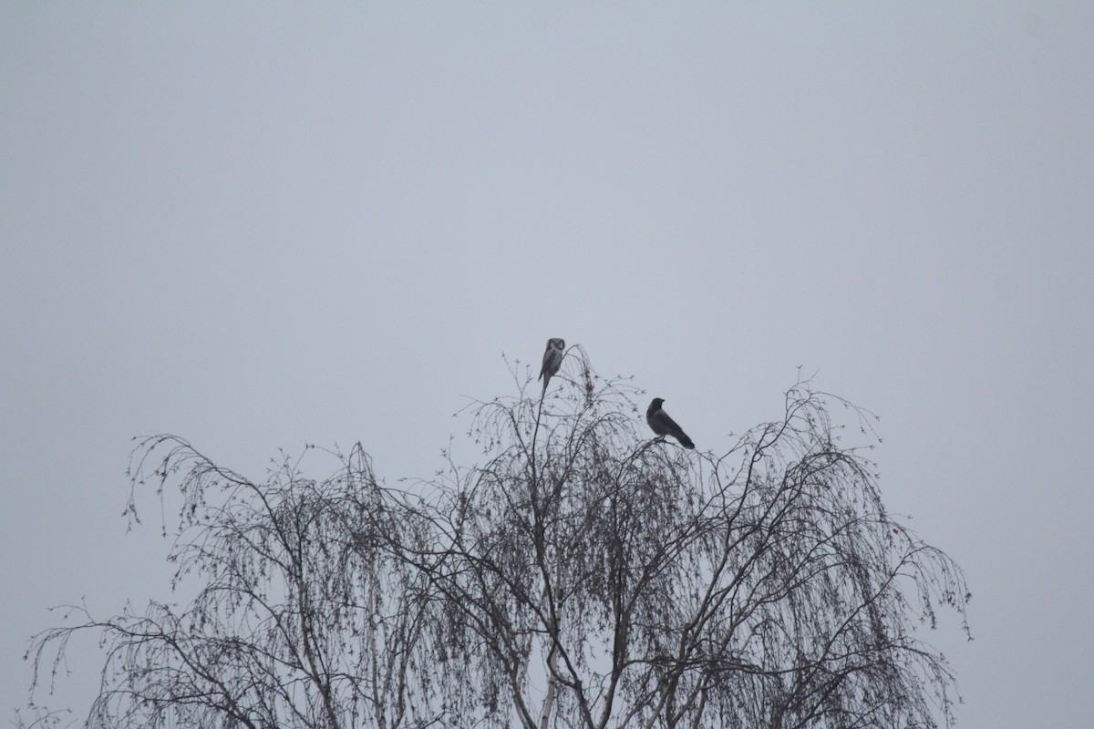 Épervière boréale - ML647884158