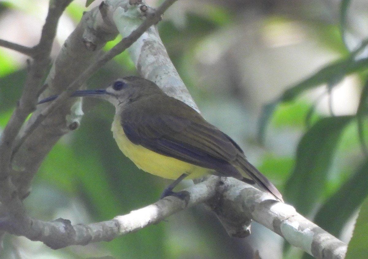 Petit Arachnothère - ML647884159