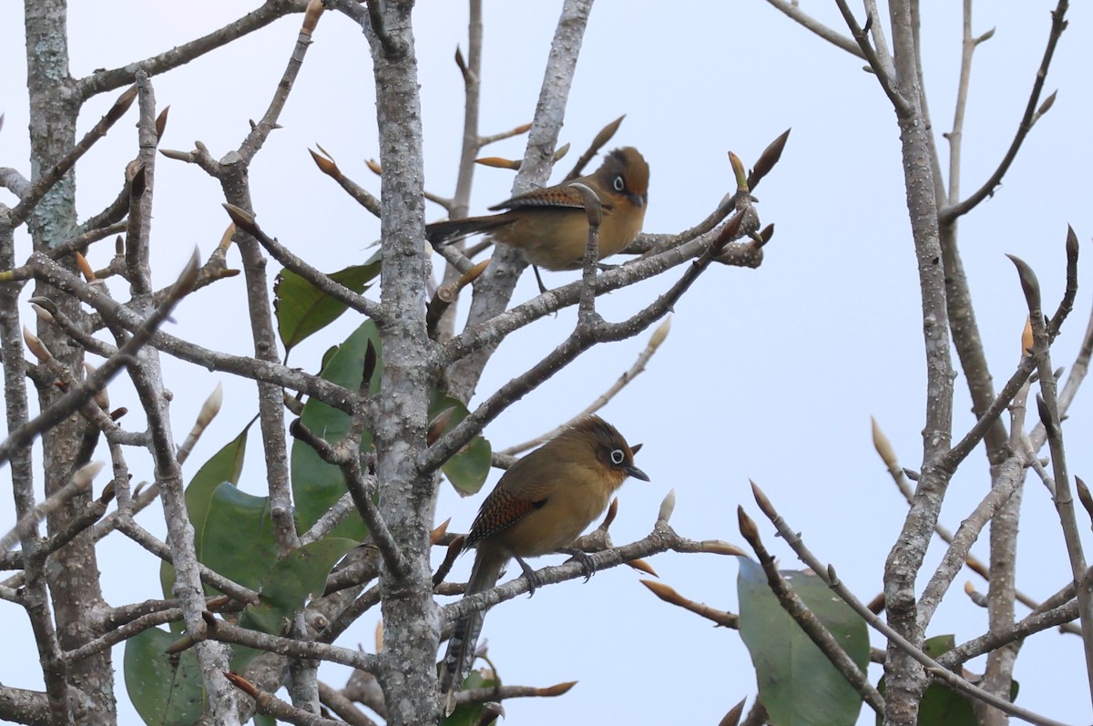 Actinodure de Ramsay (ramsayi) - ML647884160