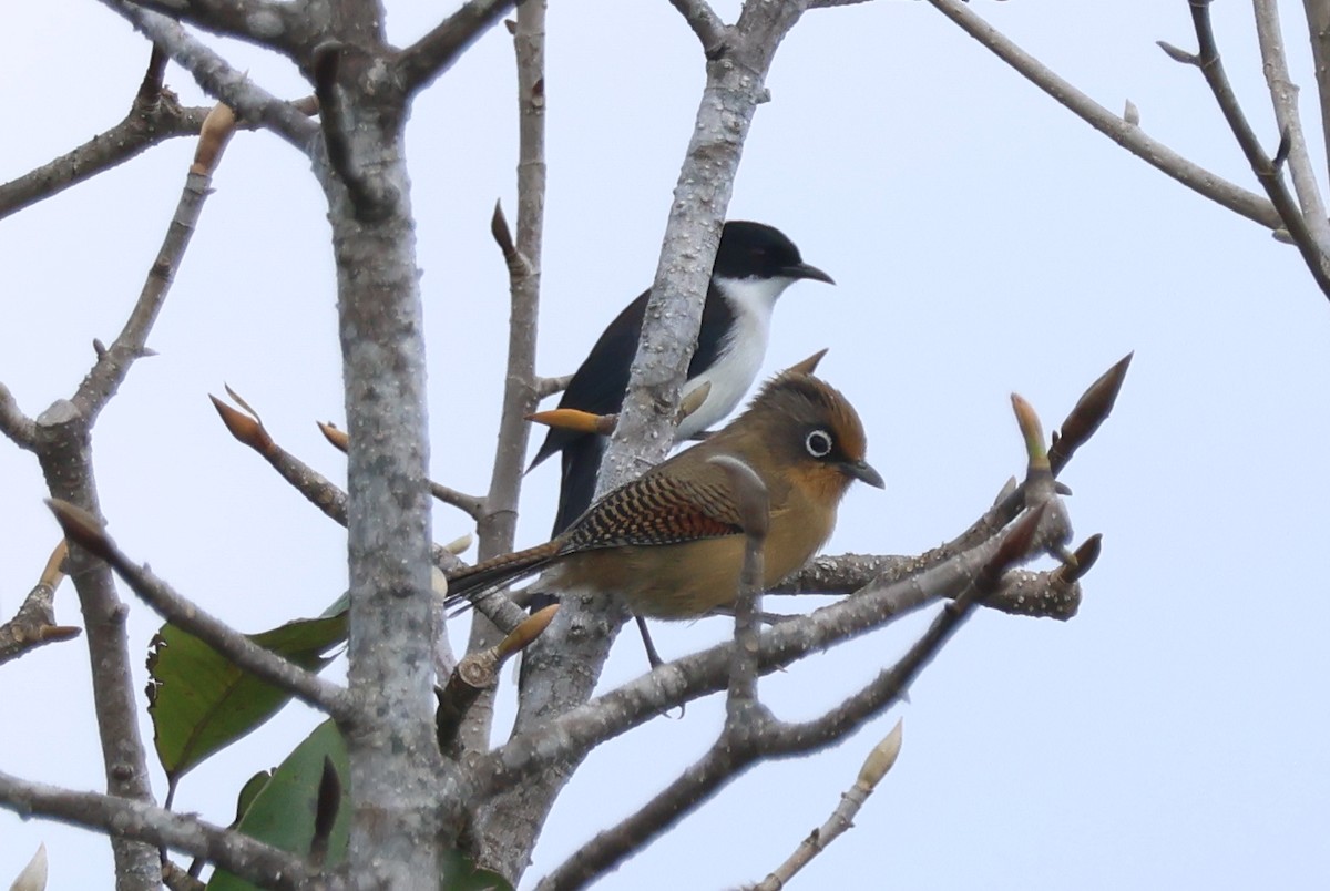 Garrulaxe à tête noire - ML647884161