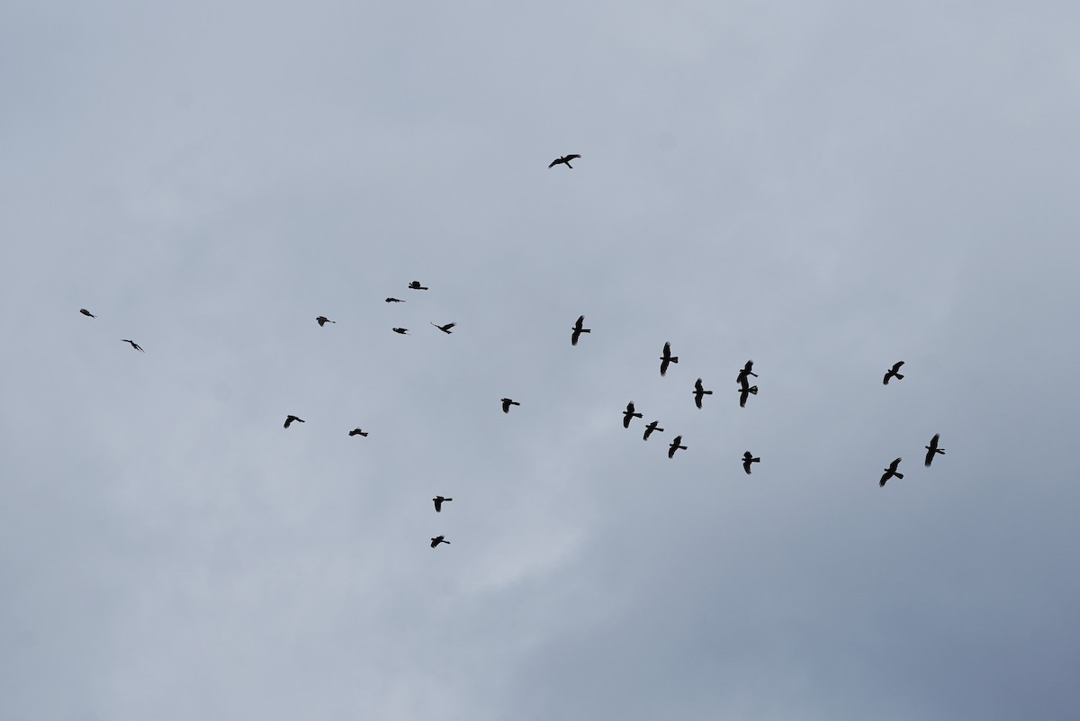 Cacatoès de Baudin - ML647884168