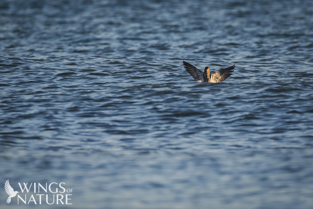 Harle huppé - ML647884170