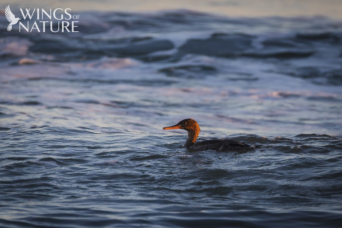 Harle huppé - ML647884171