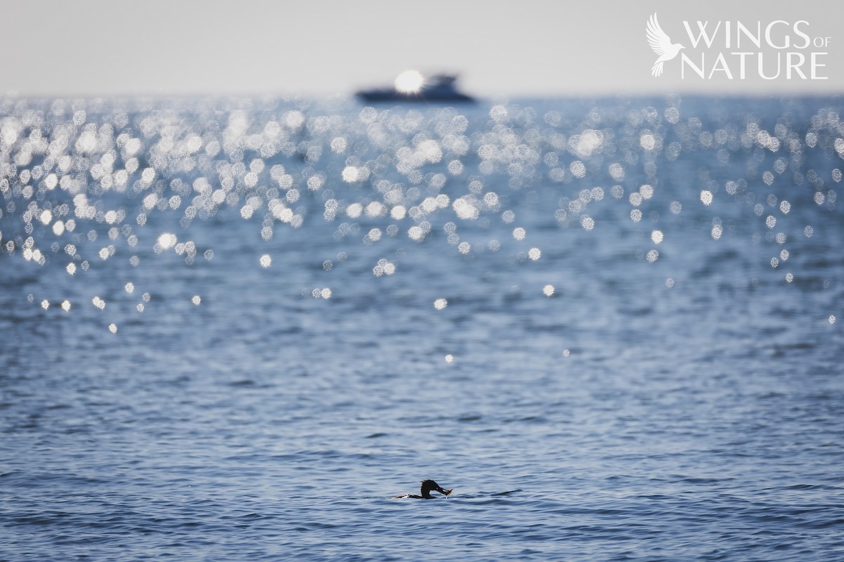 Harle huppé - ML647884172