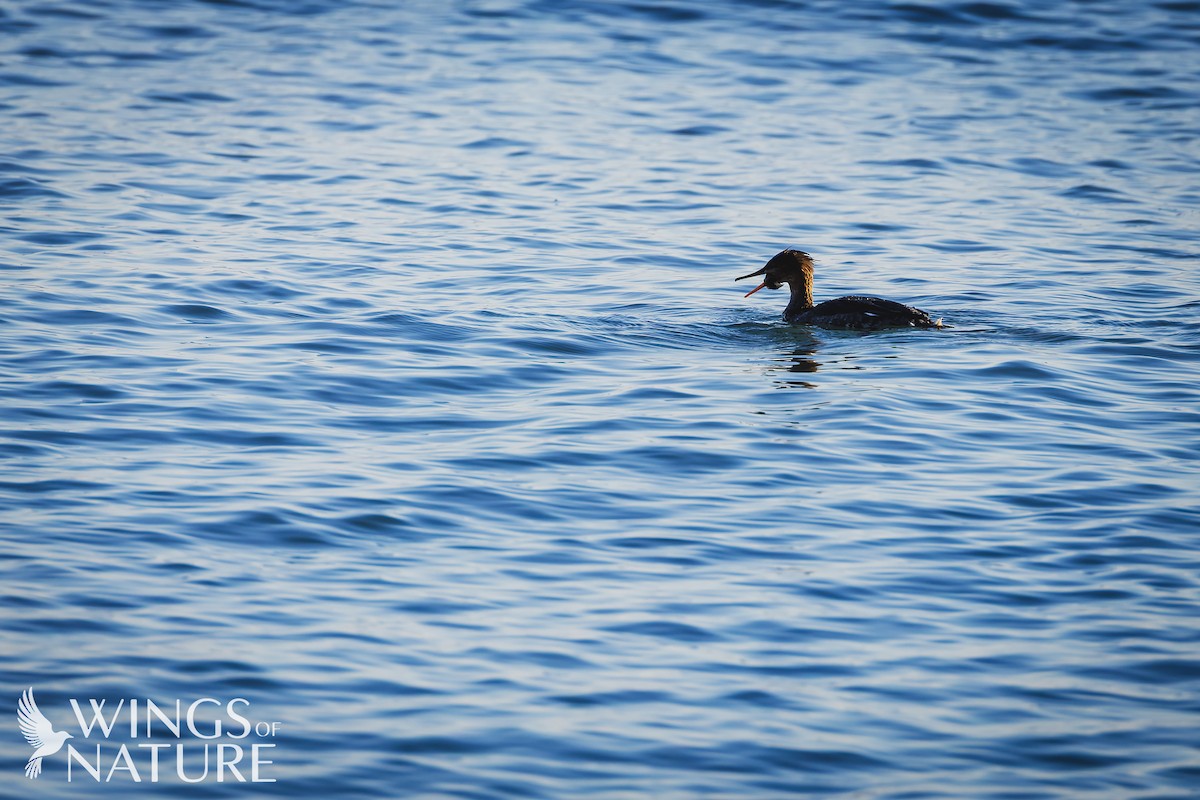 Harle huppé - ML647884173