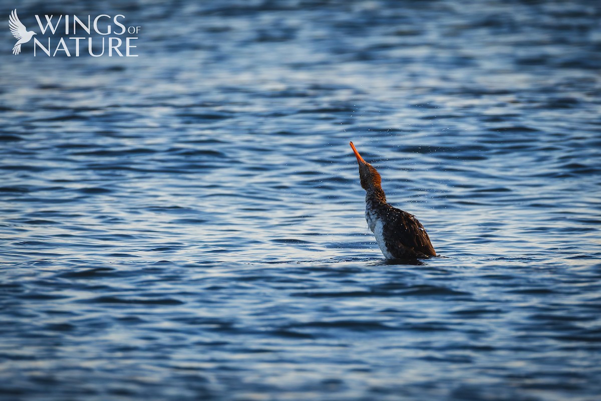 Harle huppé - ML647884174