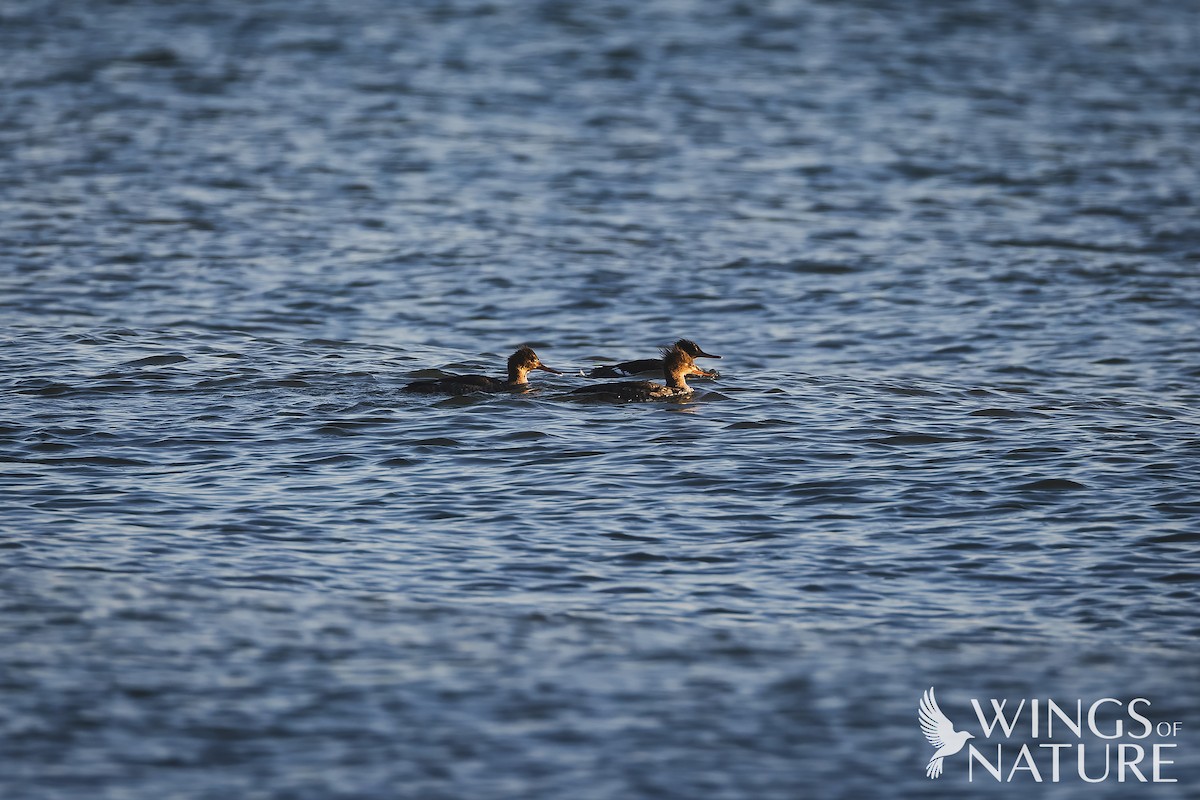 Harle huppé - ML647884175