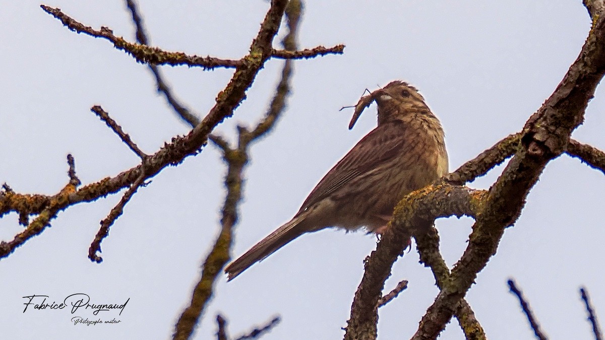 Bruant zizi - ML647884176