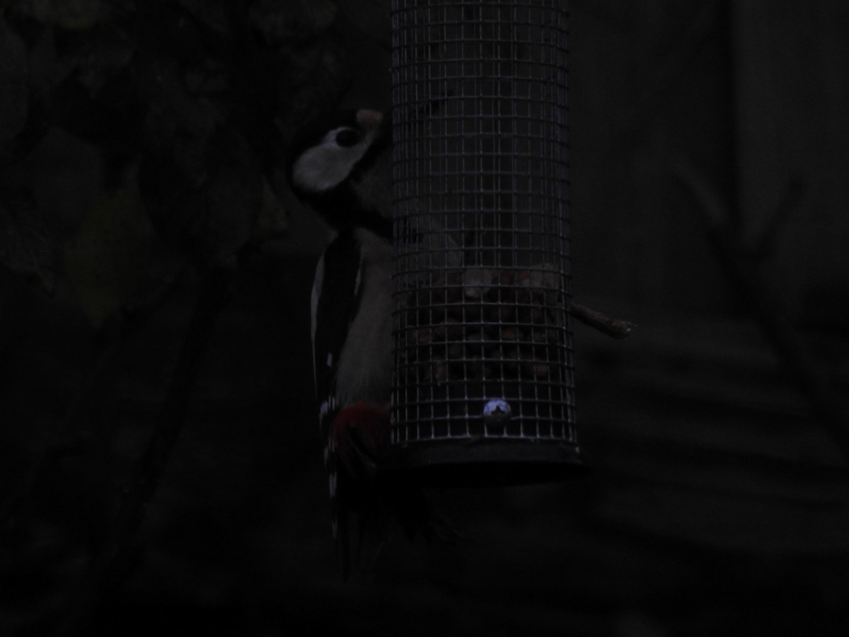 Pic épeiche - ML647884177