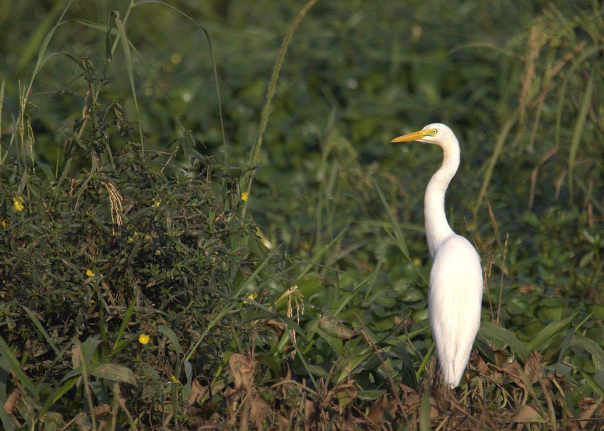 Héron à bec jaune - ML647884179