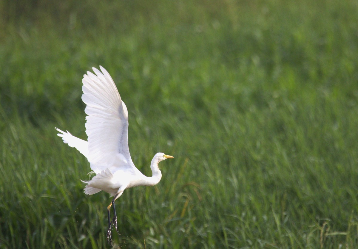 Héron à bec jaune - ML647884180