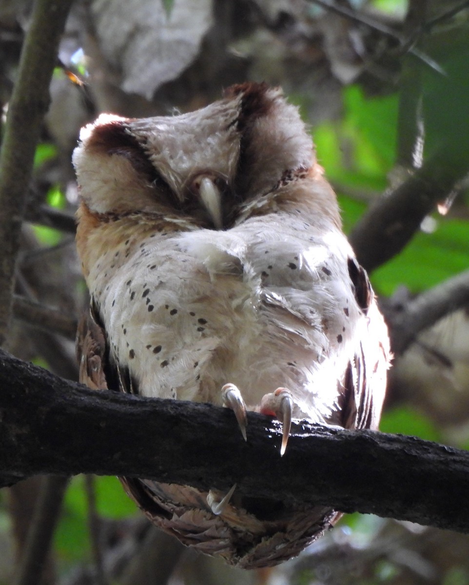 Phodile de Ceylan - ML647884181