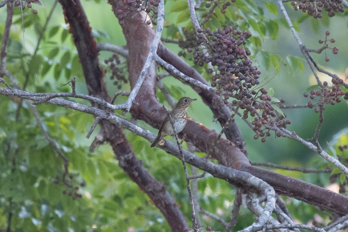 Grive à dos olive - ML647884182