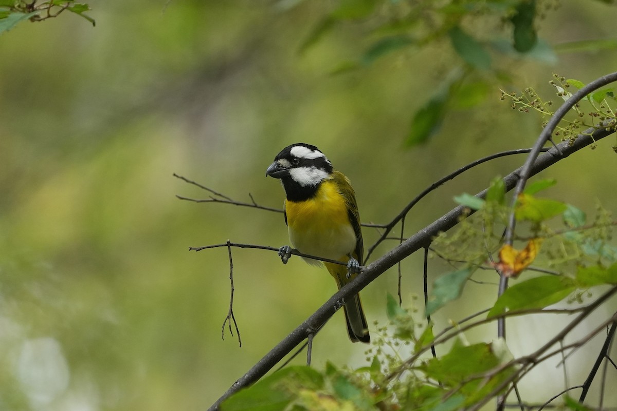 Falconelle à ventre blanc - ML647884183