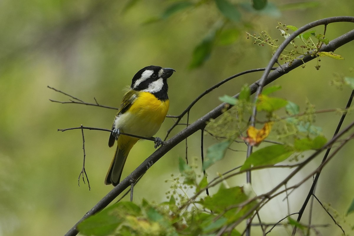 Falconelle à ventre blanc - ML647884184