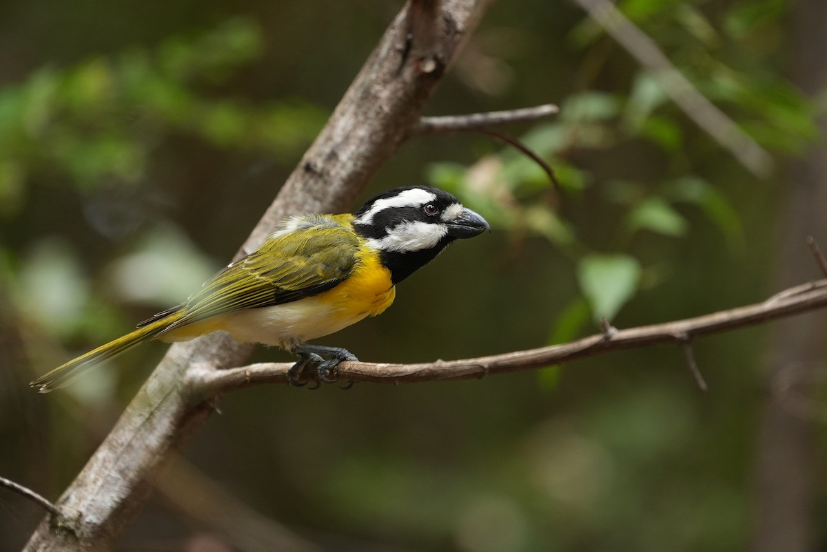Falconelle à ventre blanc - ML647884185