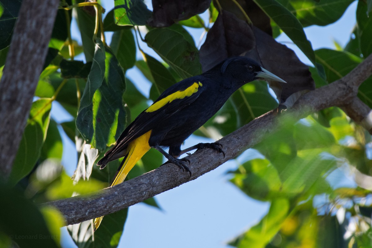 Cassique à ailes jaunes - ML647884186