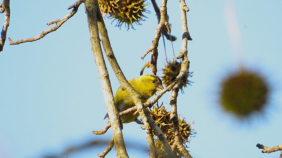 Tarin des aulnes - ML647884187