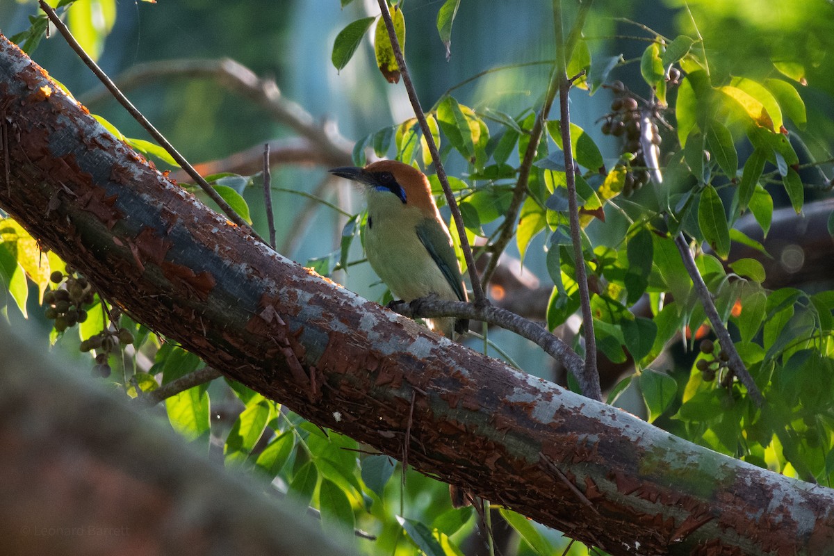 Motmot à tête rousse - ML647884188