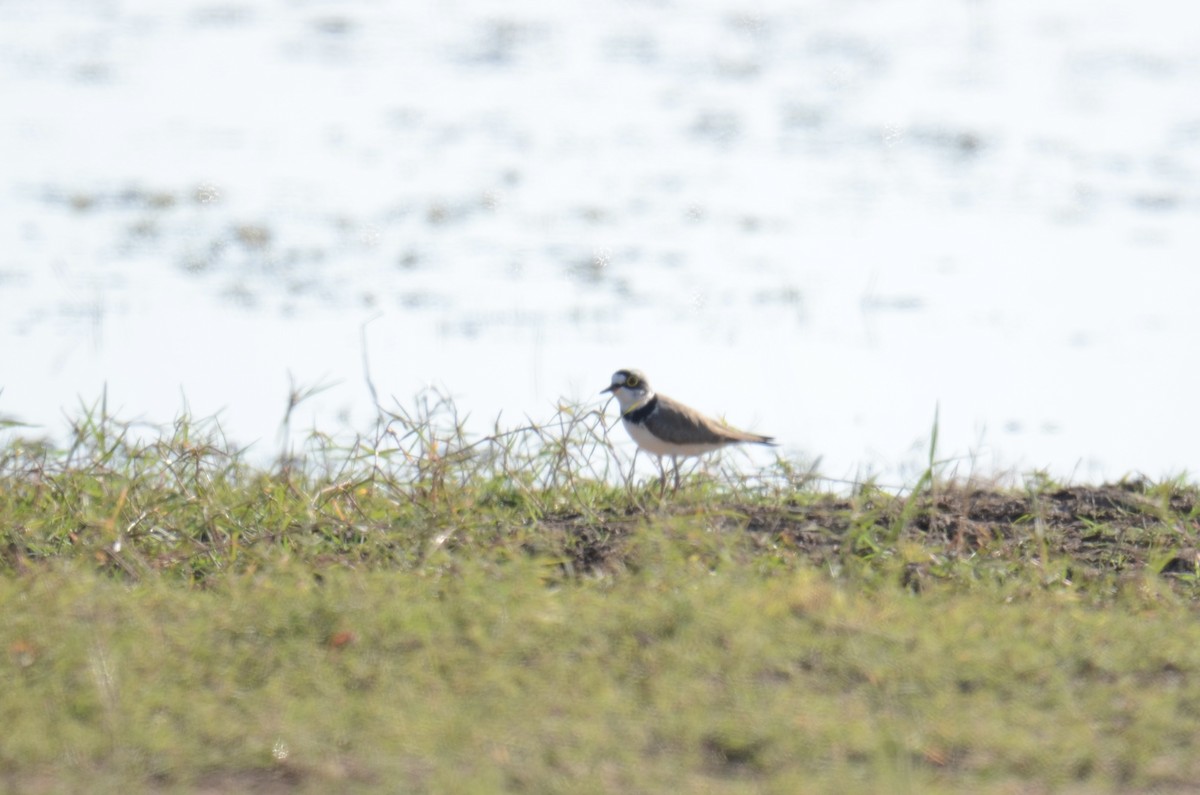 Pluvier petit-gravelot - ML647884189