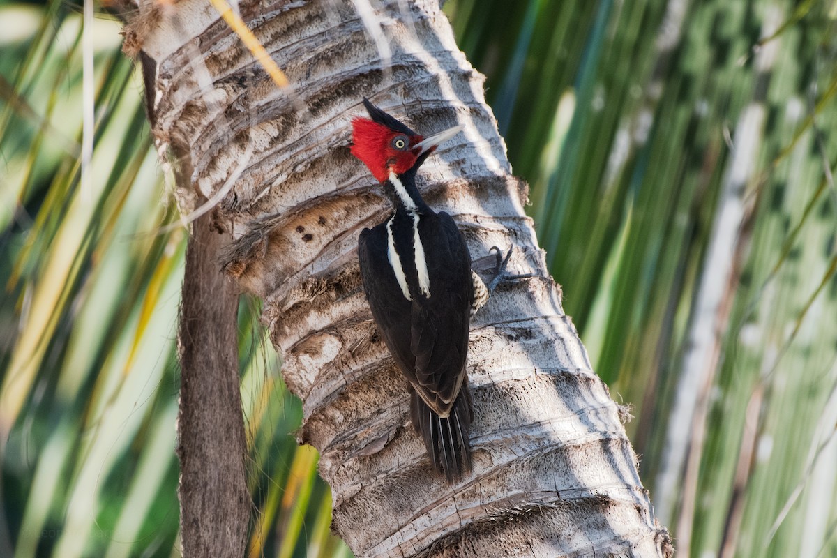 Pic à bec clair - ML647884190