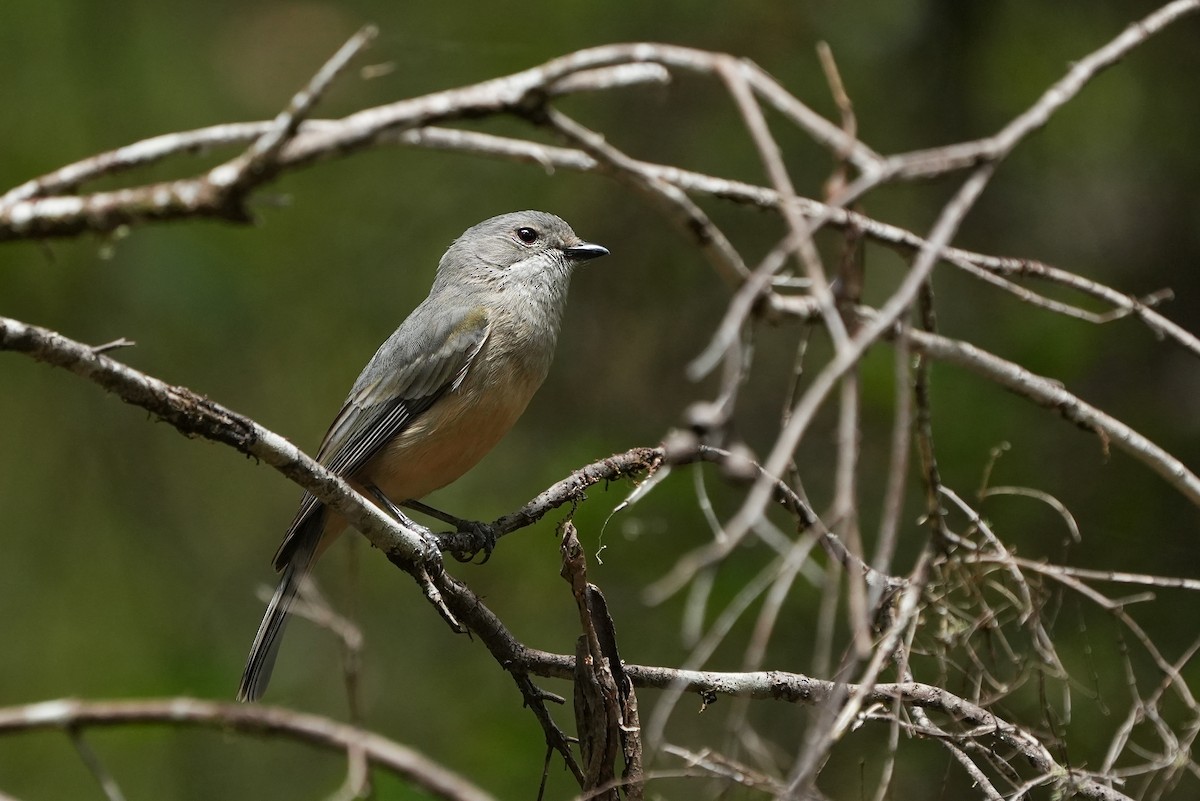 Siffleur doré - ML647884194