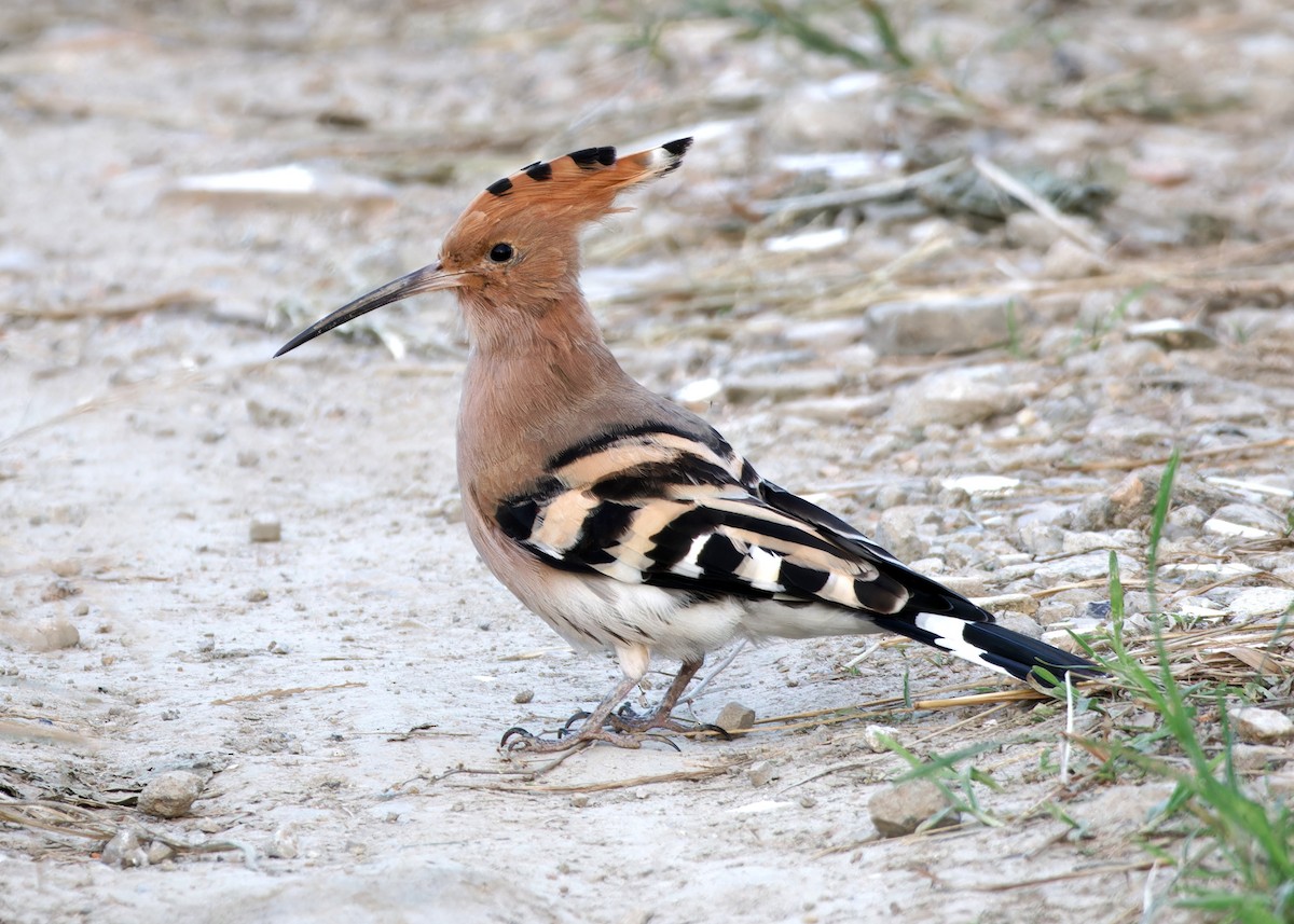 Huppe fasciée - ML647884195