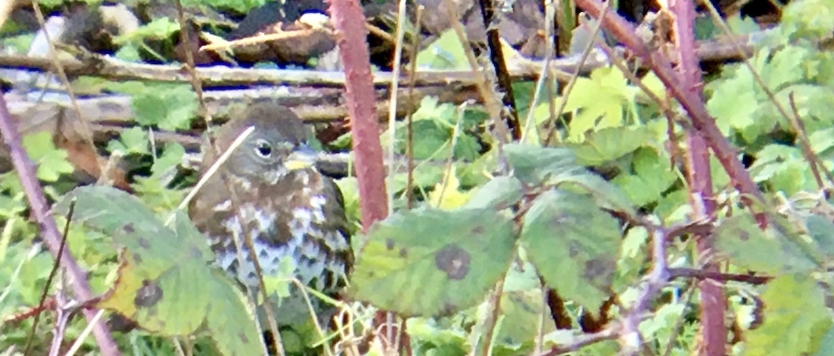 Fuchsammer - ML647884197