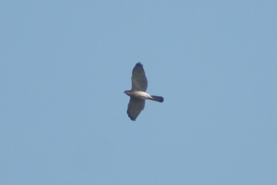 Schikrasperber - ML647884200