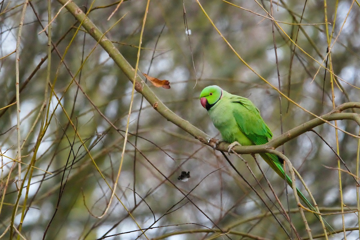 Halsbandsittich - ML647884201