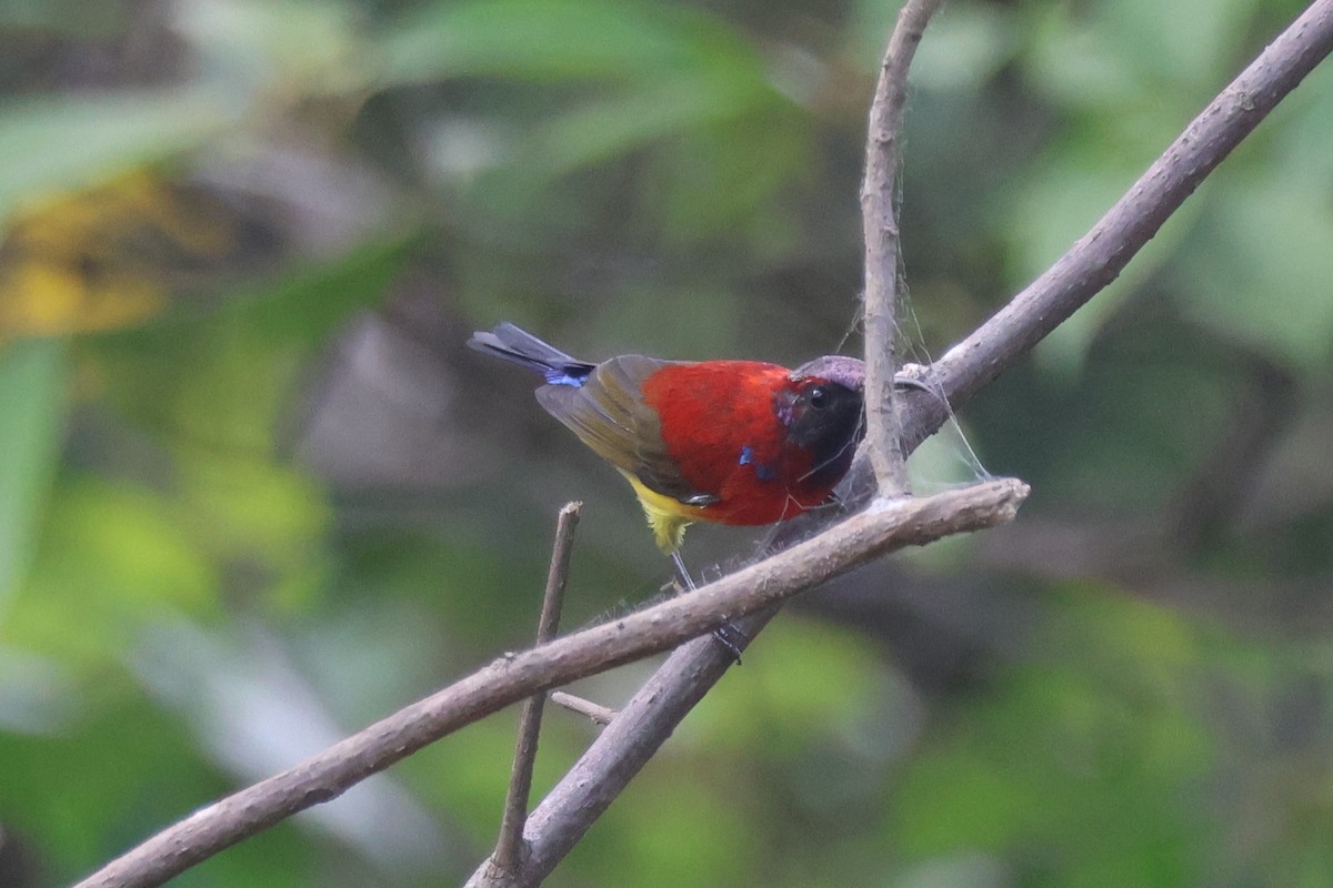 Gouldnektarvogel (dabryii) - ML647884202