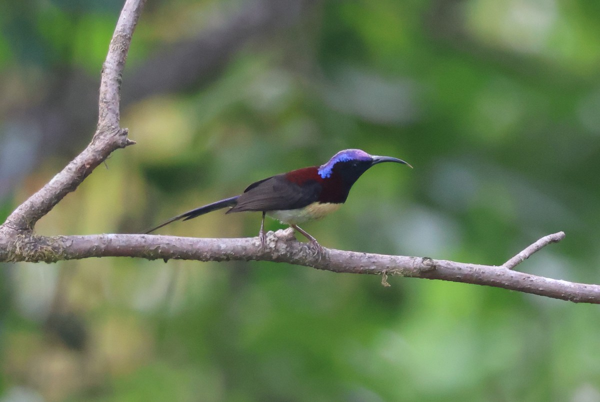 Schwarzkehl-Nektarvogel [saturata-Gruppe] - ML647884203