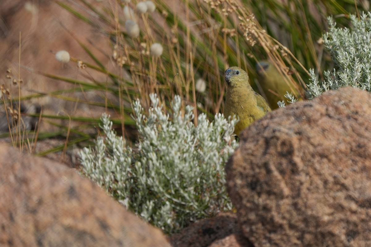 Klippensittich - ML647884207