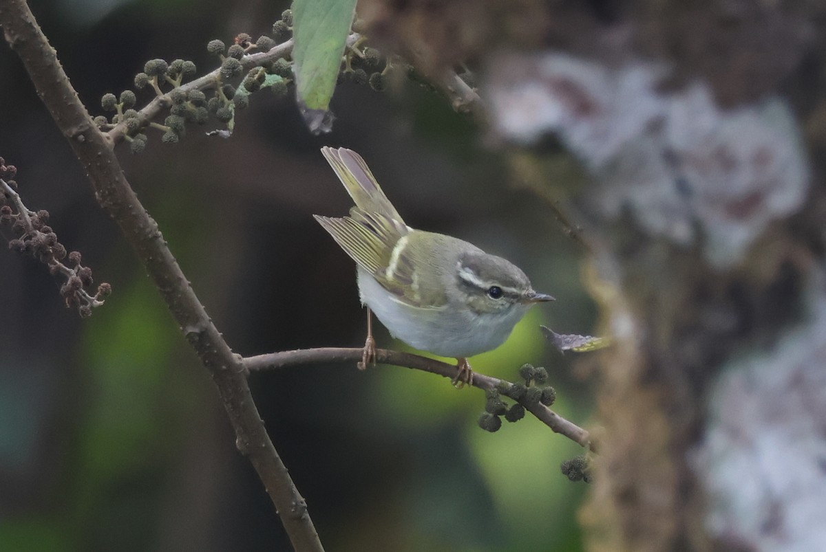 Tienschan-Laubsänger - ML647884208