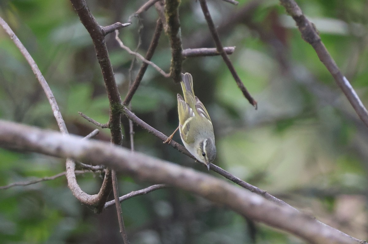 Tienschan-Laubsänger - ML647884209