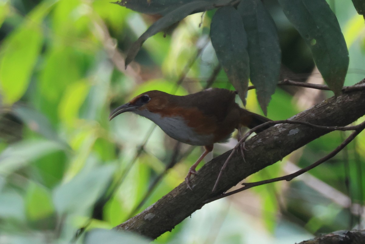 Red-eyed Scimitar-Babbler - ML647884210