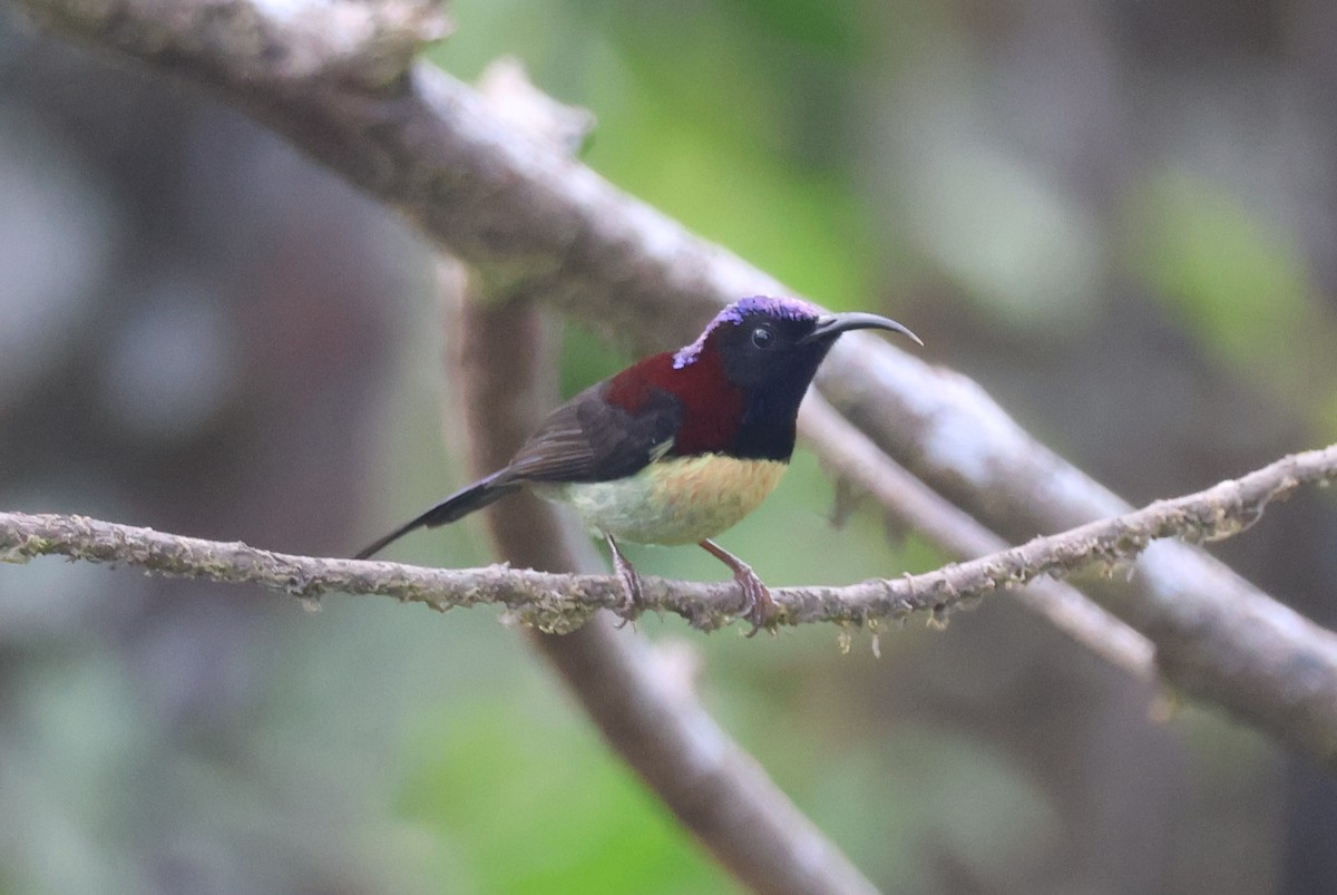 Schwarzkehl-Nektarvogel [saturata-Gruppe] - ML647884211