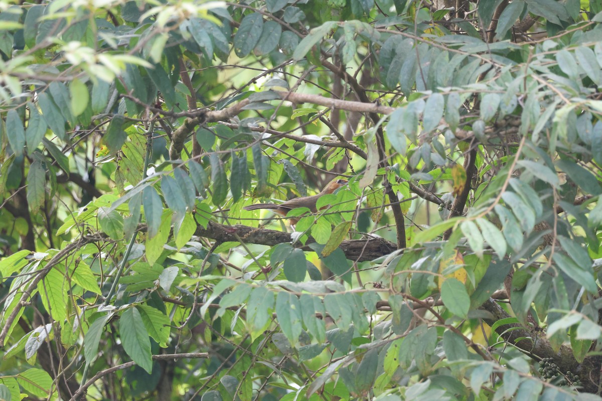 Red-eyed Scimitar-Babbler - ML647884223