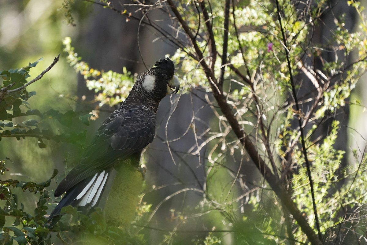 Langschnabel-Rabenkakadu - ML647884226