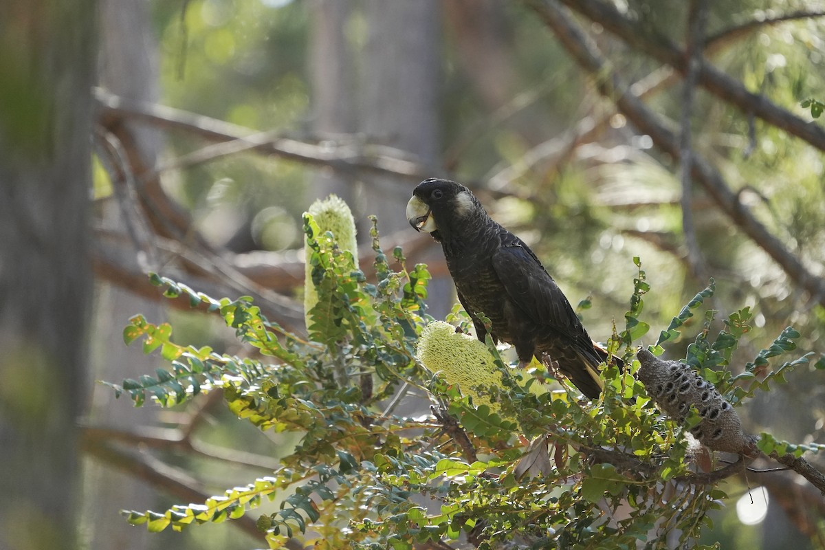 Langschnabel-Rabenkakadu - ML647884227