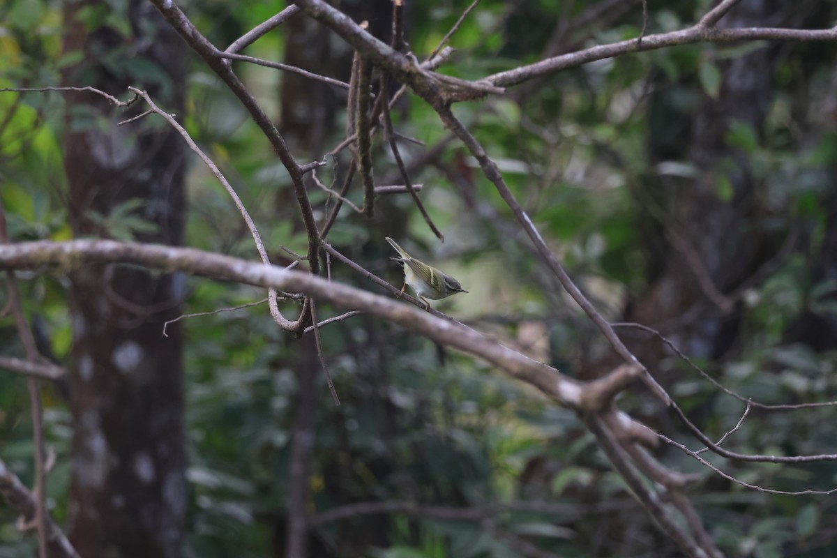 Tienschan-Laubsänger - ML647884230