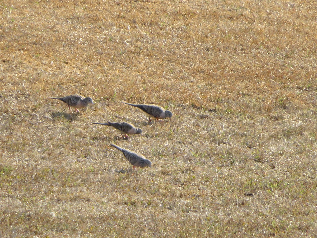 Peaceful Dove - ML647884245