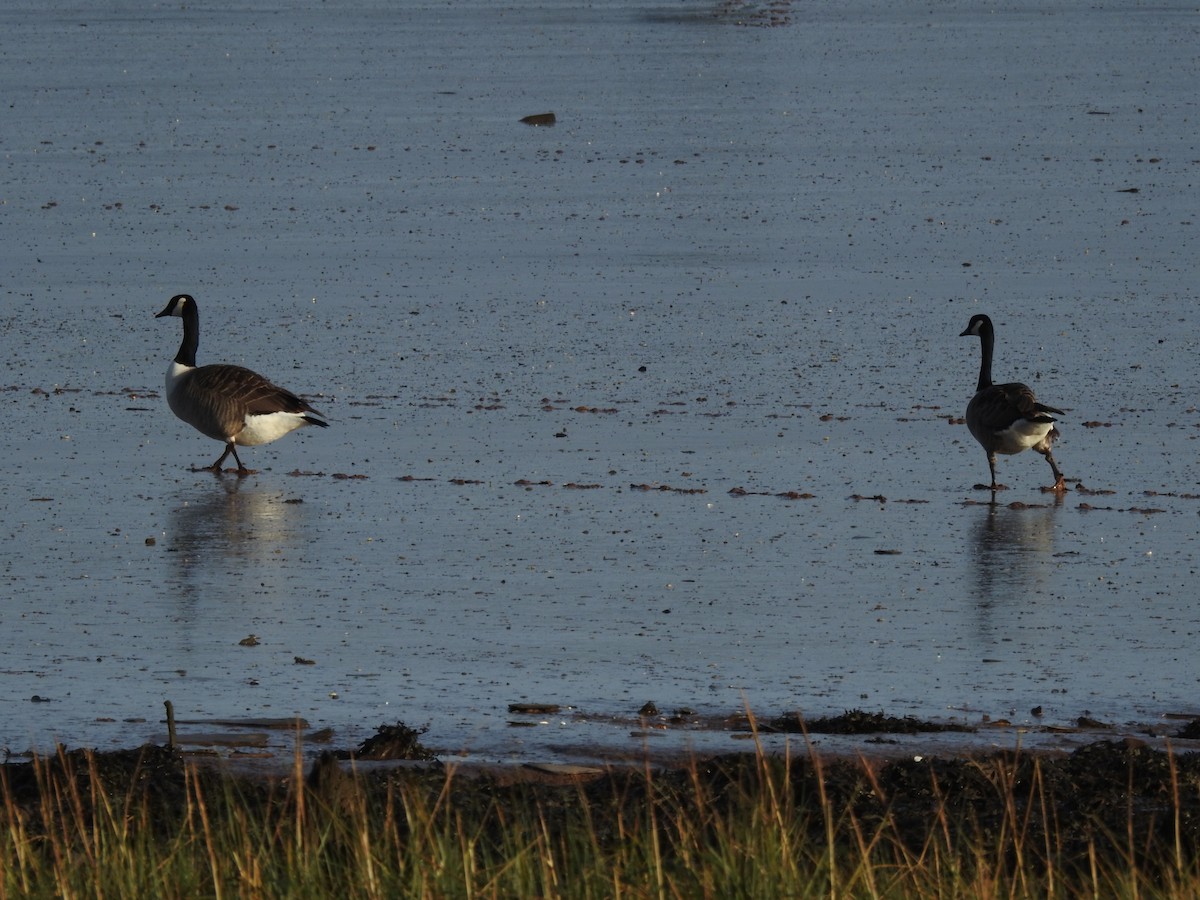 ברנטה קנדית - ML647884255