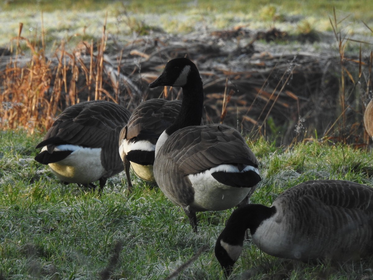 ברנטה קנדית - ML647884256