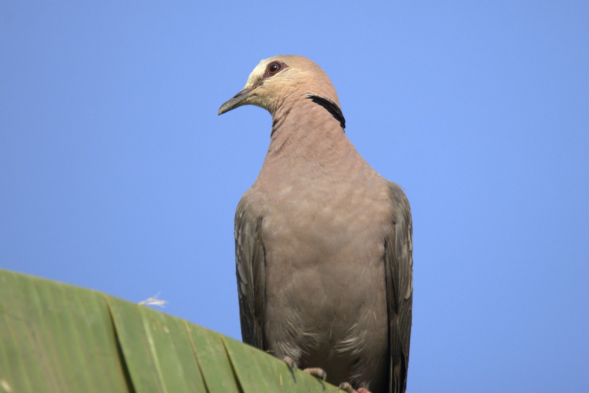 eBird Checklist - 30 Dec 2025 - Jabi Lake, Ahmadu Bello Way, Abuja ...