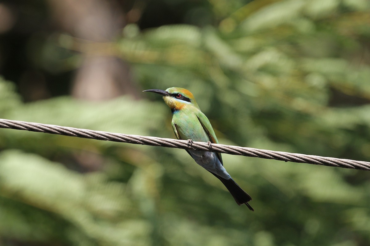 Rainbow Bee-eater - ML647884267