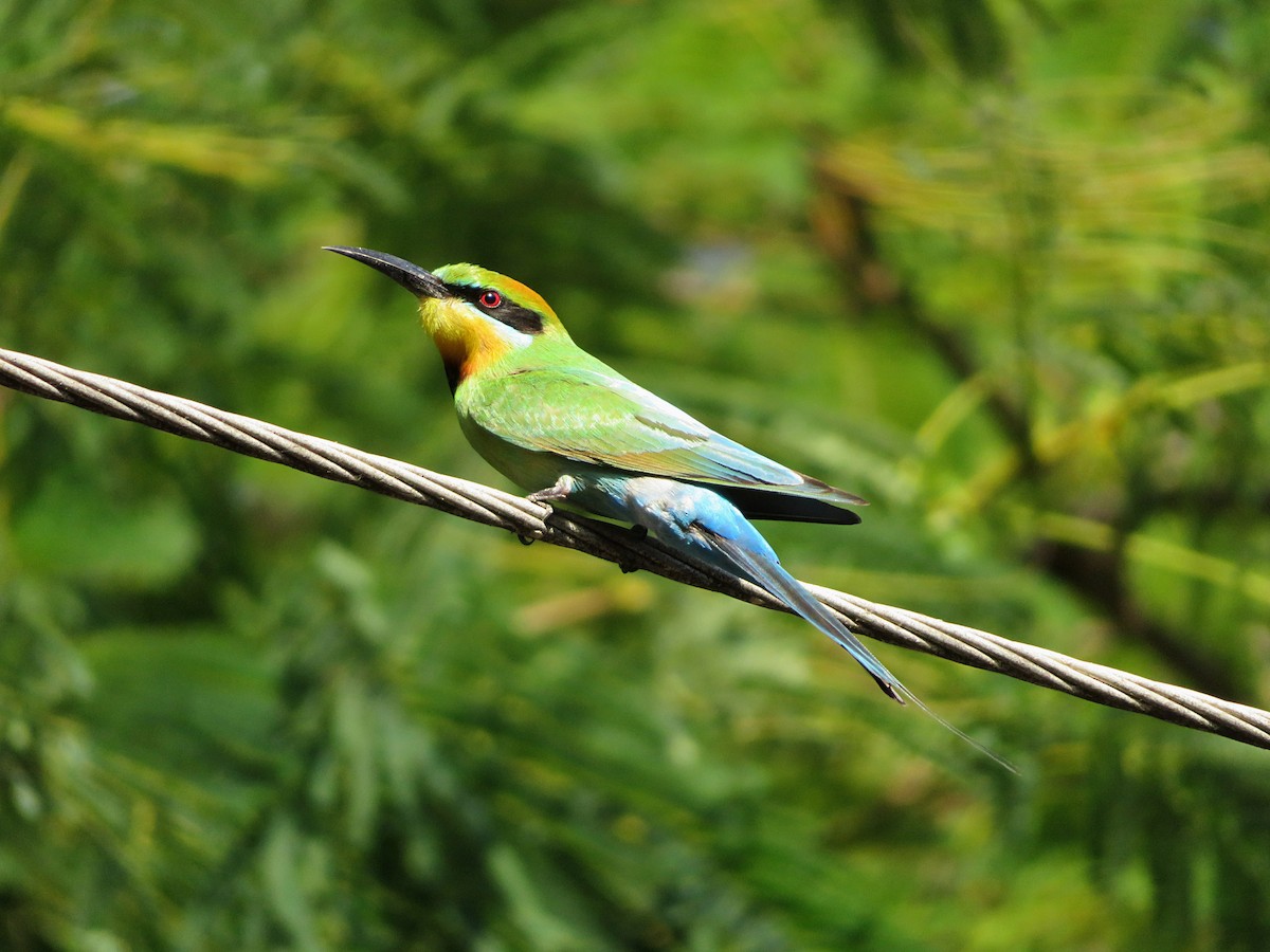 Rainbow Bee-eater - ML647884285
